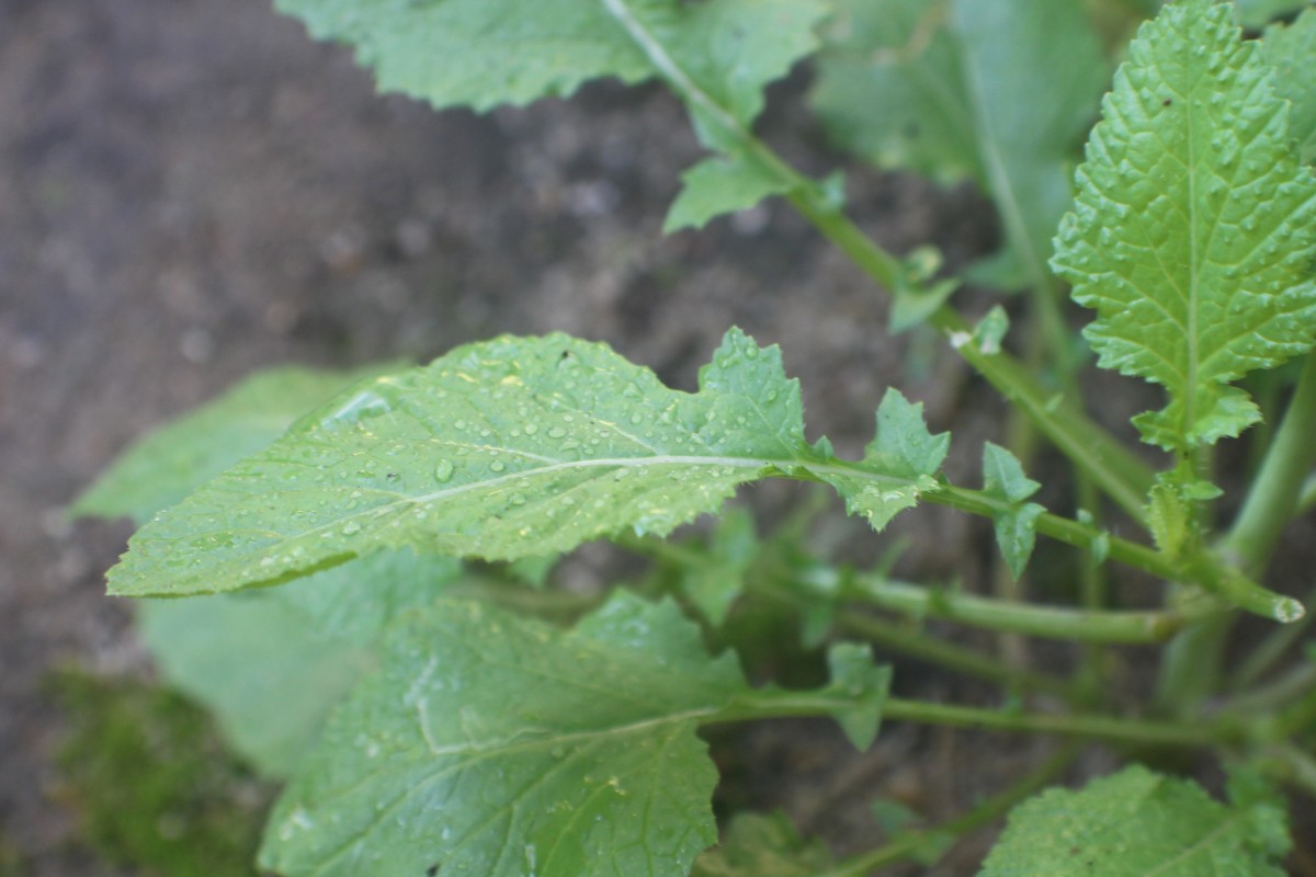 Brassica juncea (L.) Czern.